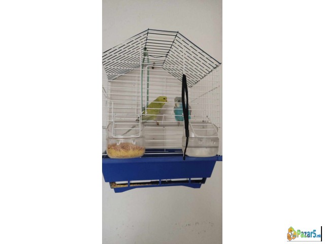 Se Prodava 2 Tigrici Mladi