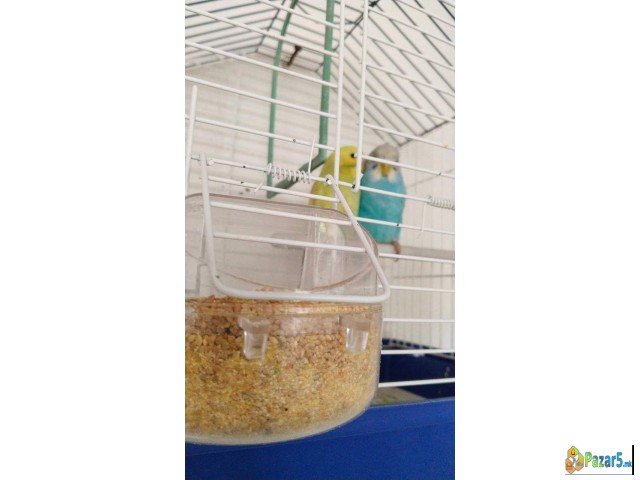 Se Prodava 2 Tigrici Mladi