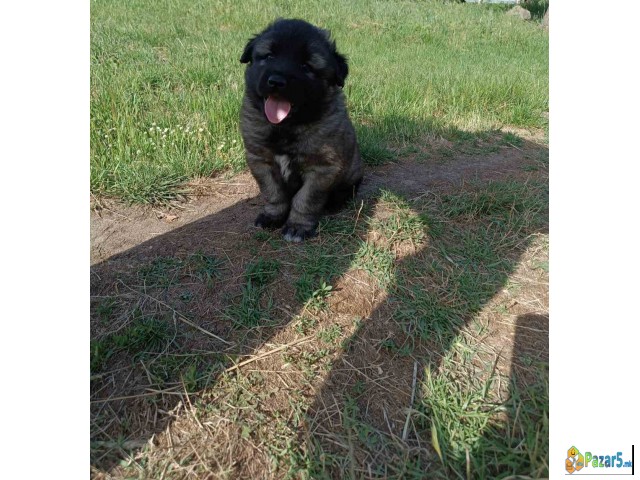 Se Prodava Cistokrvno Sarplanince 