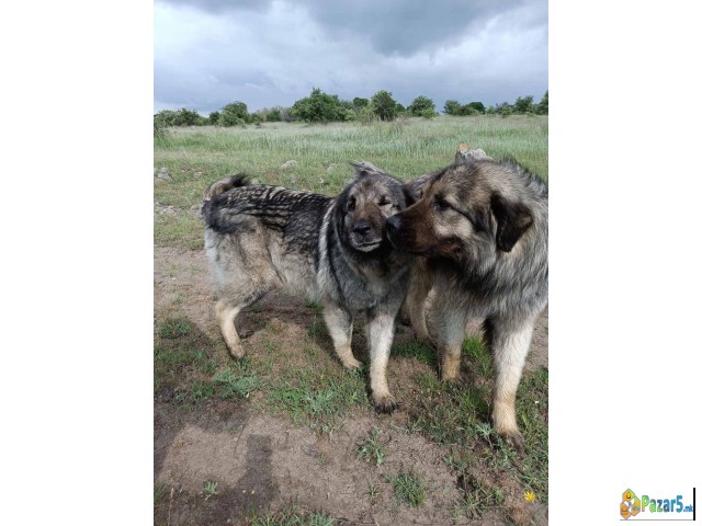 Se Prodava Cistokrvno Sarplanince 