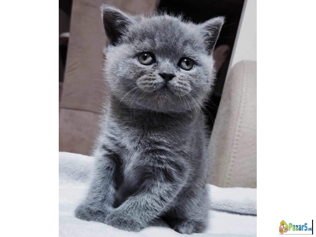 British Shorthair 