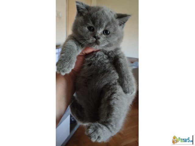 Britanski I Skotski Kratkodlaki Macinja 