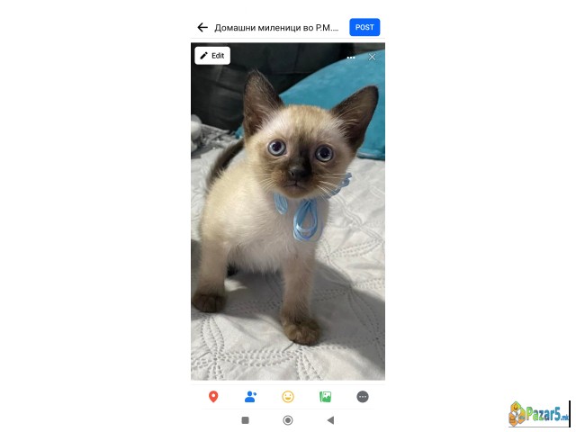 Се продава сијамско маче