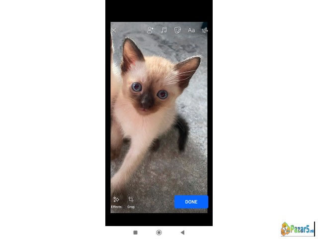 Се продава сијамско маче