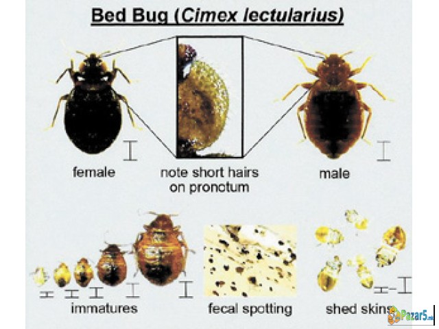Dezinsekcija Deratizacija 