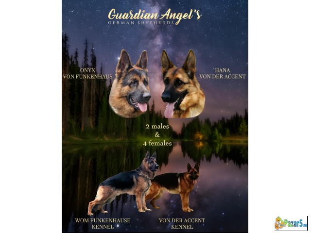 Germanski Ovcar, Vucjak