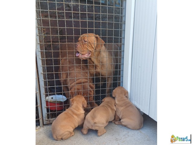 Dogue De Bordeaux-Бордошка дога 