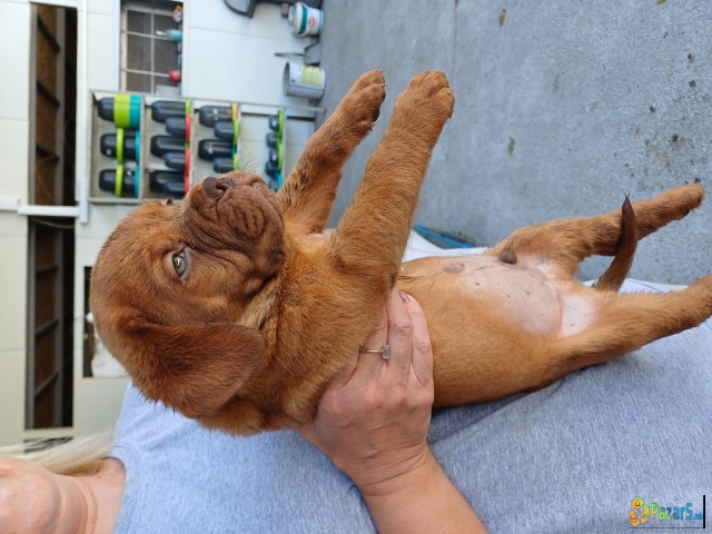 Dogue De Bordeaux-Бордошка дога 