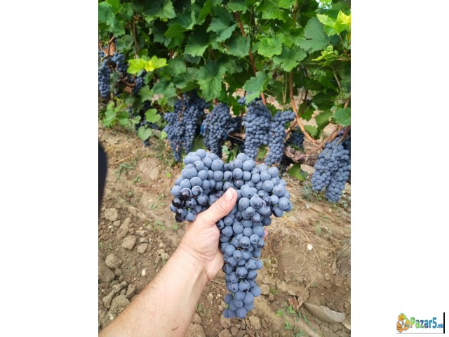 СЕ ПРОДАВА ГРОЗЈЕ - ВРАНЕЦ