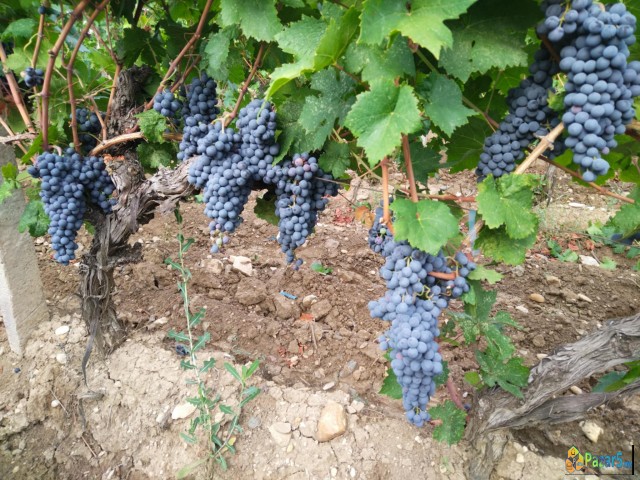 СЕ ПРОДАВА ГРОЗЈЕ - ВРАНЕЦ