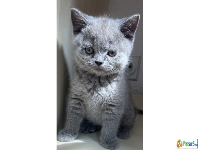 British Shorthair I Scotish Fold Blue 