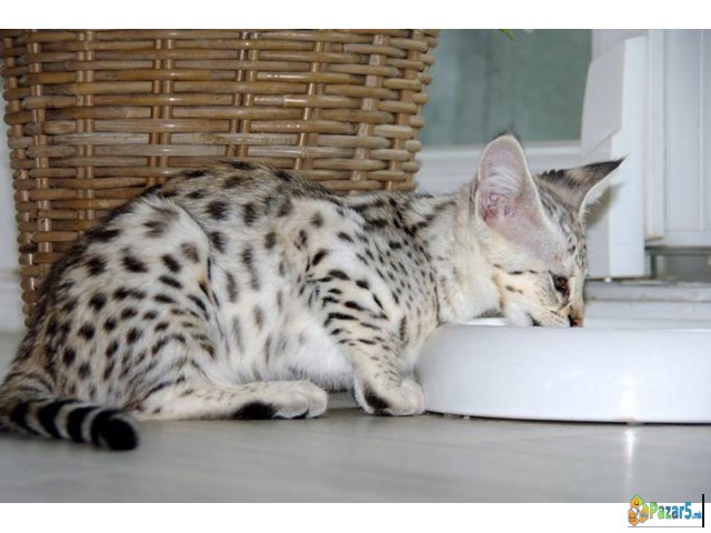 Исклучително легло од мачињата Каракал Сервал и Са