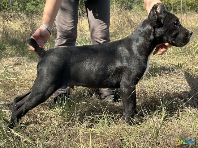 Cane Corso Kane Korso