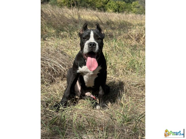 Cane Corso Kane Korso