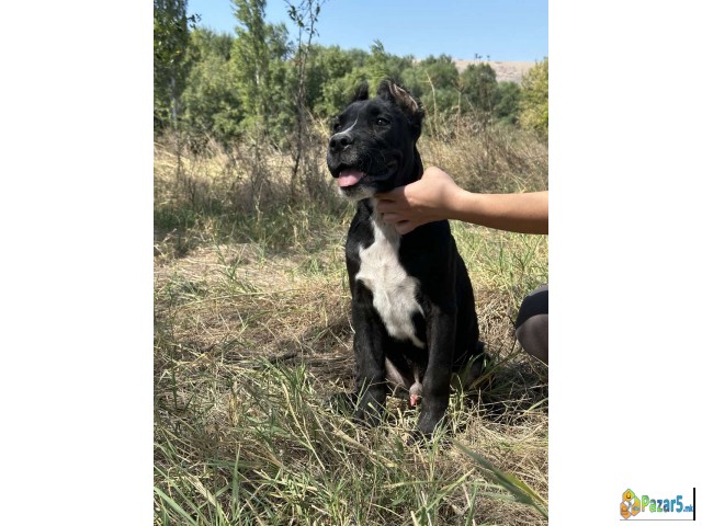 Cane Corso Kane Korso