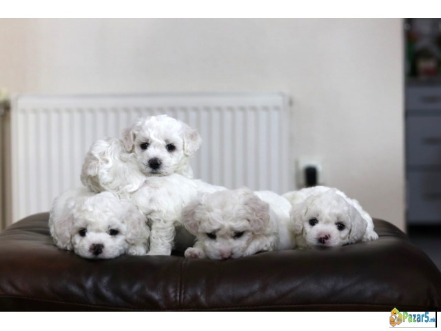 Кученца Bichon Frise