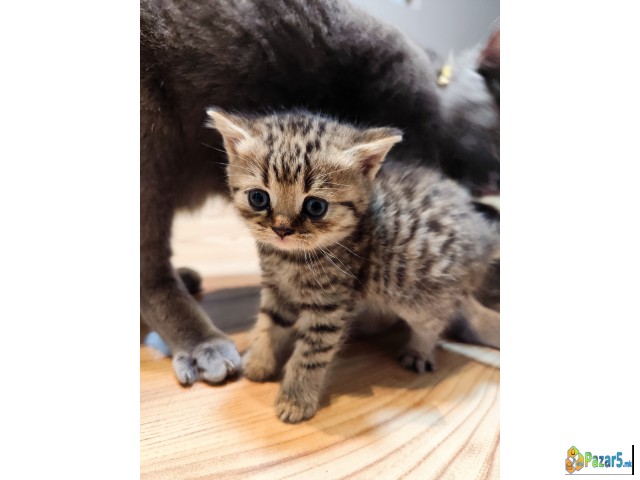 British Strait Macinja