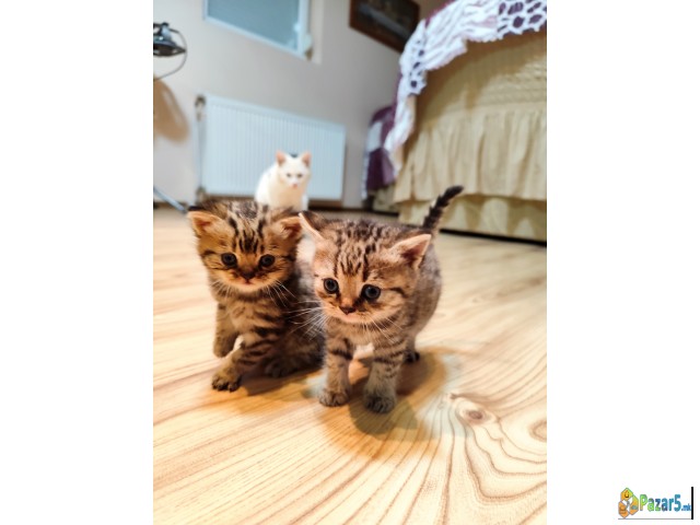 British Strait Macinja