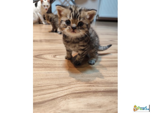 British Strait Macinja