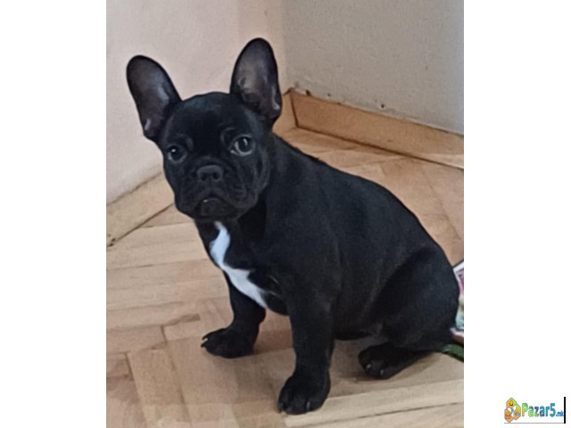 Francuski Buldog