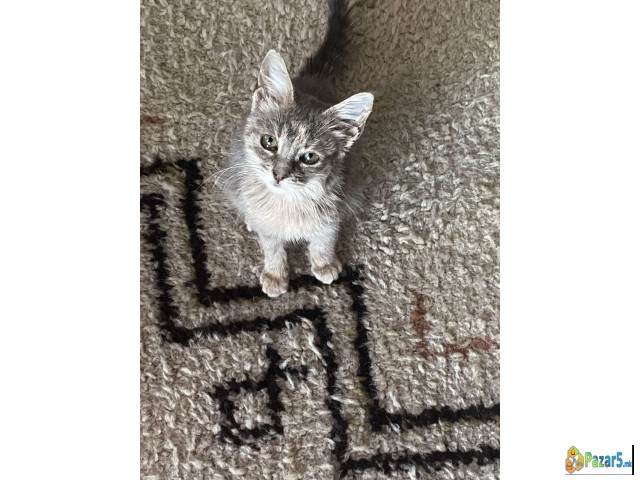 Se Podaruva 3 Mesecno Mace