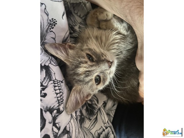 Se Podaruva 3 Mesecno Mace