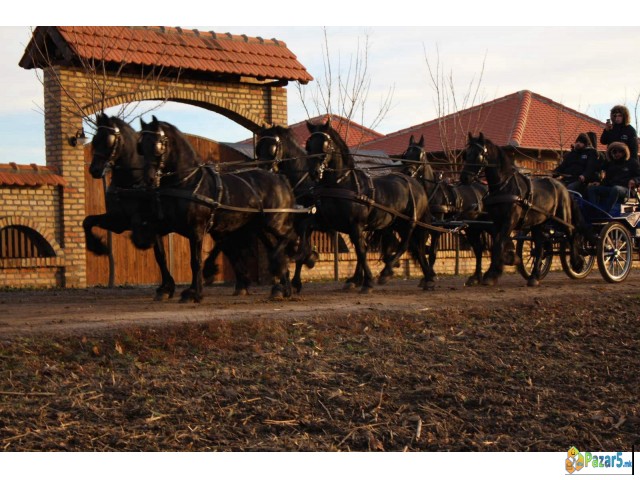 Frizijski Konji Na Prodaju