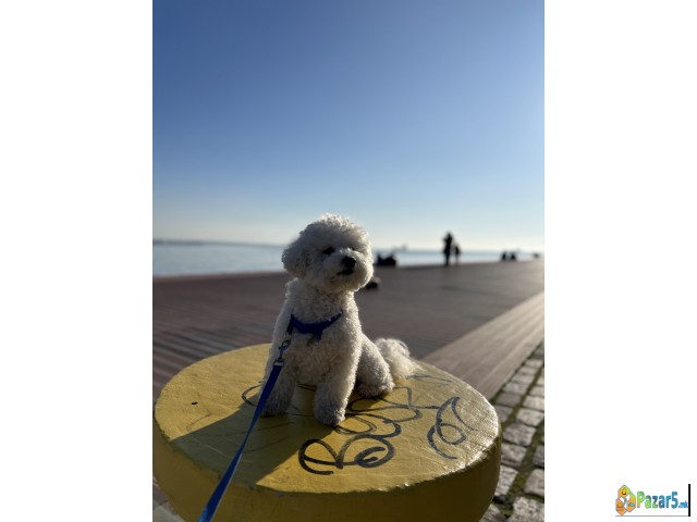 Бараме бишонка за парење