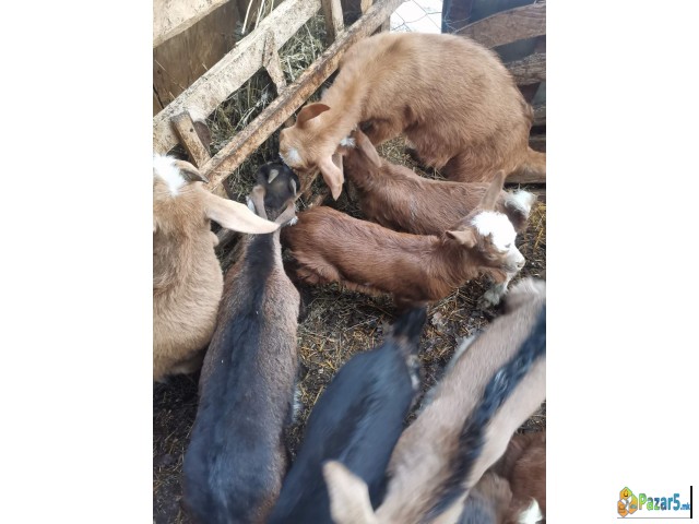 Се продаваат јариња,цена по договор, информации на