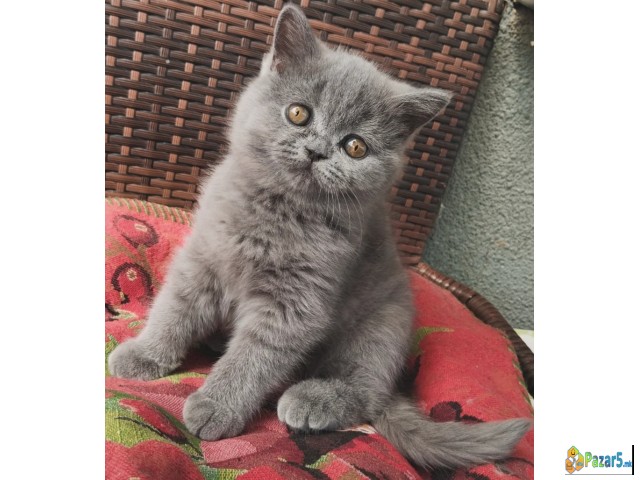 British shorthair cat