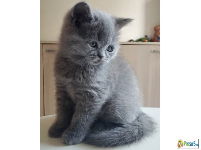 British Shorthair Cat