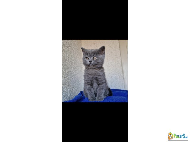 British shorthair blue