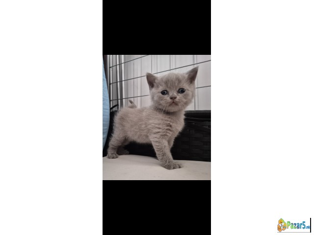 British Shorthair Blue