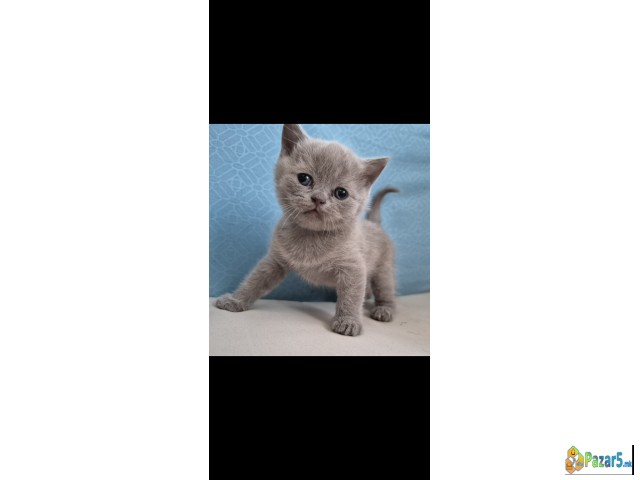 British Shorthair Blue