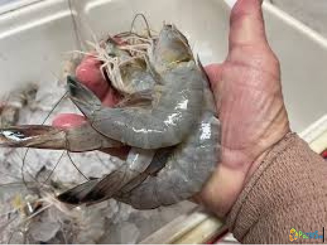 Camseafoodworldwide.com