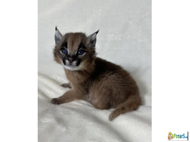 Karakal E Dostapen Za Prodazhba