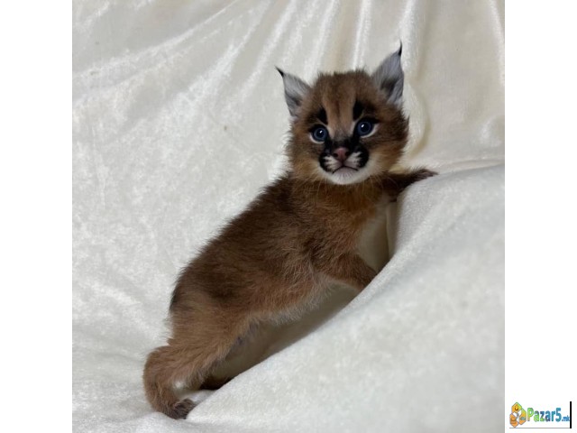 Karakal E Dostapen Za Prodazhba