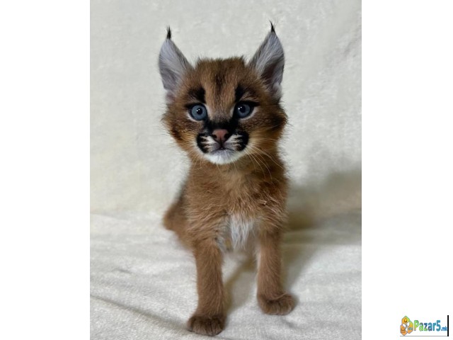 Karakal E Dostapen Za Prodazhba