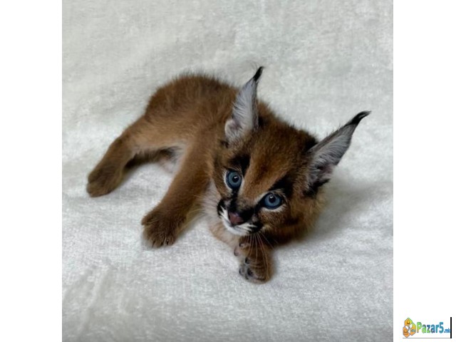 Karakal E Dostapen Za Prodazhba