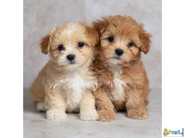 Adorable Maltipoo Puppies Available