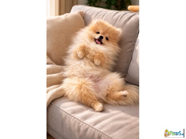 Pomeranac Zenkica