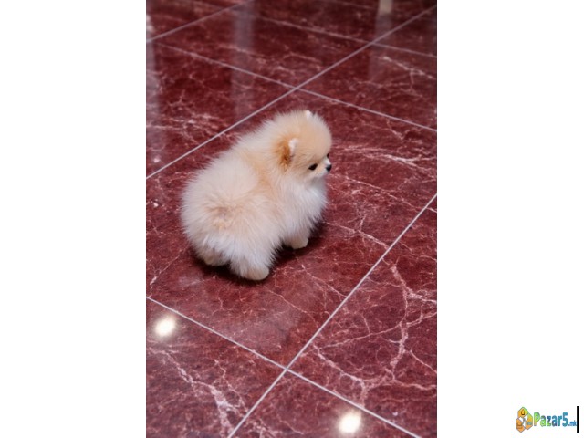 Pomeranac Zenkica