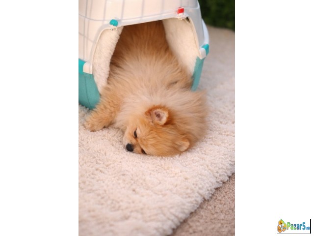Pomeranac Zenkica