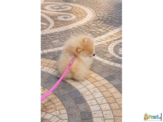 Pomeranac Zenkica
