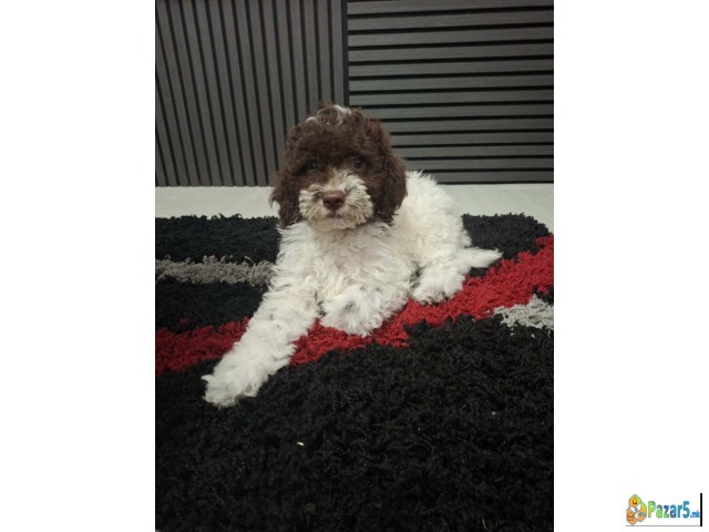 Lagotto Romagnolo – Rezervacija Stenaca  