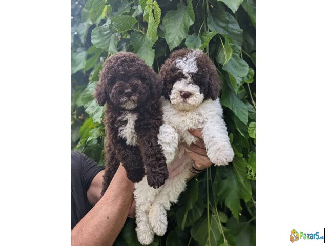 Lagotto Romagnolo – Rezervacija Stenaca  