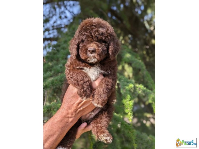 Lagotto Romagnolo – Rezervacija Stenaca  