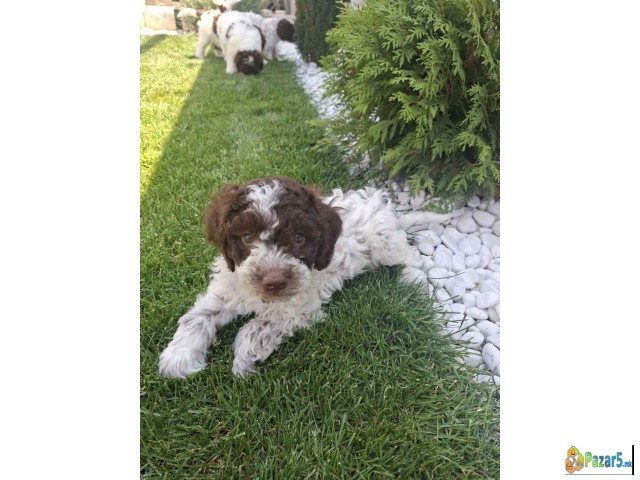 Lagotto Romagnolo – Rezervacija Stenaca  