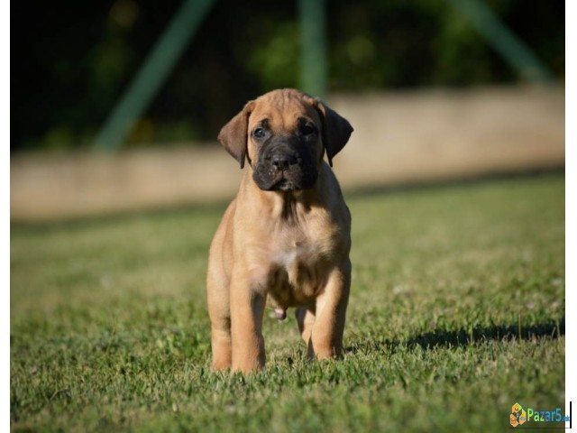 Na Prodaju Stenci Presa Canario  