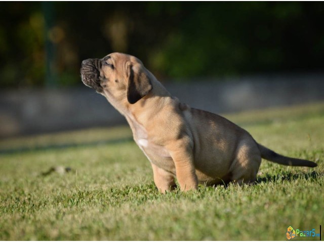 Na Prodaju Stenci Presa Canario  
